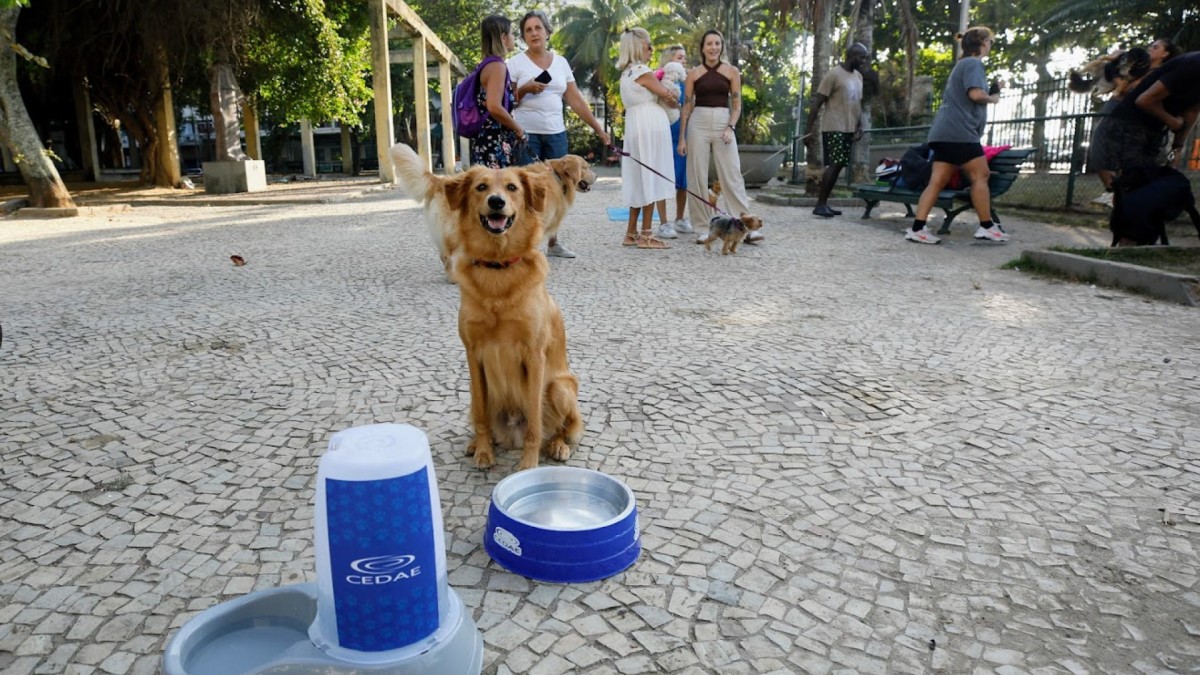 Rio instala pontos de hidratação para animais de estimação partir desta quarta-feira (19) devido calor extremo