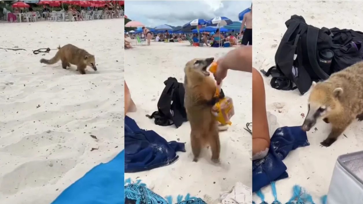 Quati é flagrado furtando almoço de turistas na Ilha do Campeche, em Florianópolis