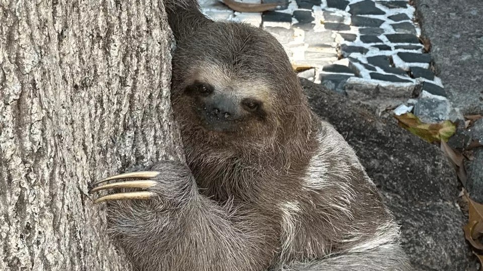 Bicho-preguiça é encontrado por moradores e resgatado no Humaitá