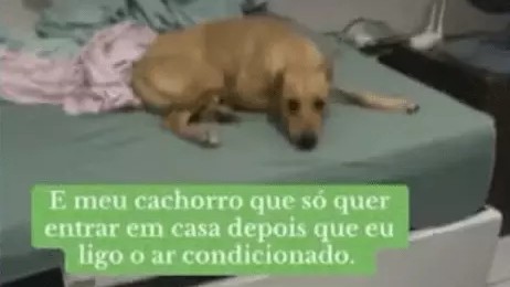 Caramelo esperto: cachorro só Entra em casa com o ar-condicionado ligado!