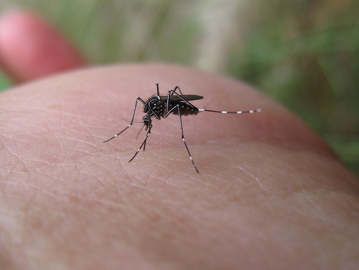 Município de SC decreta situação de emergência após 1300 casos de dengue e chikungunya