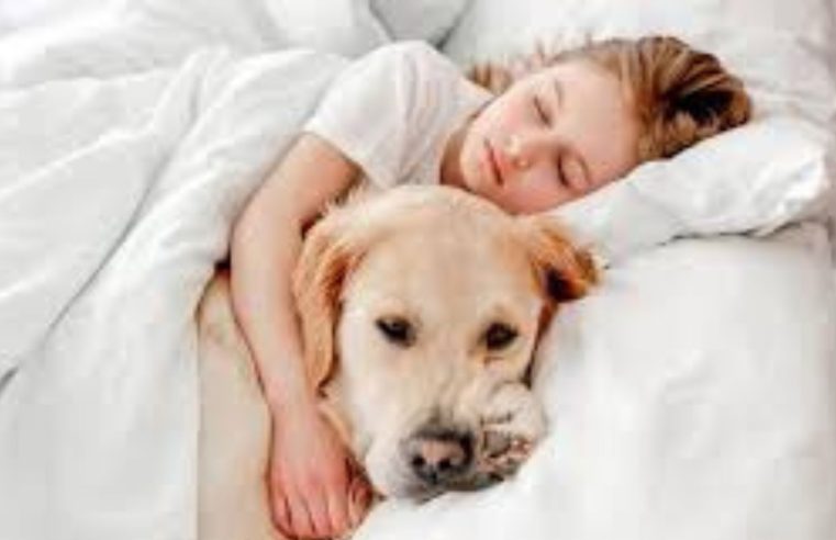 Dormir com pets vira tendência e divide opiniões entre afeto e riscos à saúde