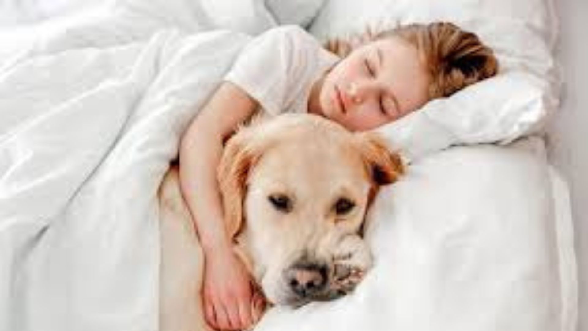 Dormir com pets vira tendência e divide opiniões entre afeto e riscos à saúde