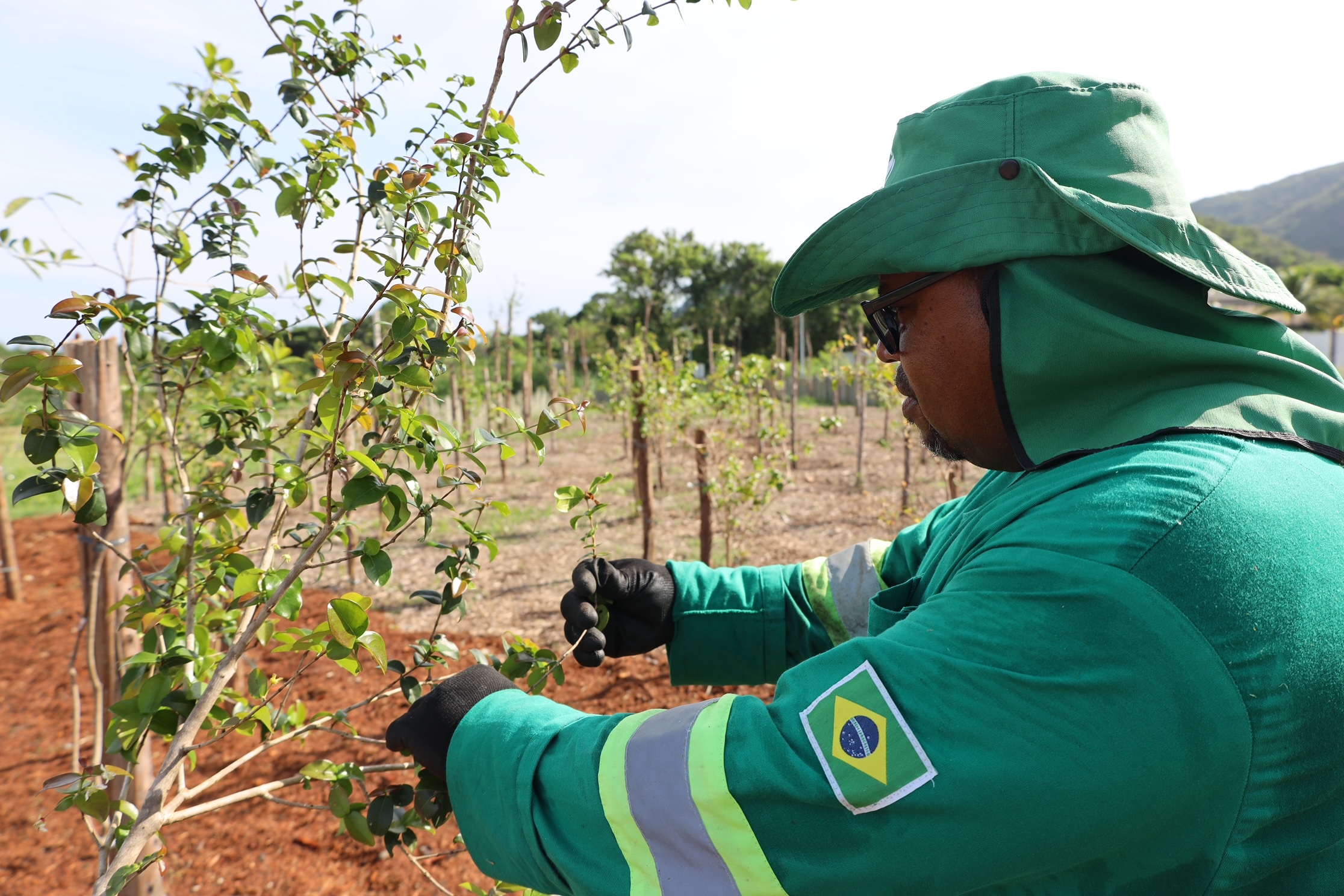 Niterói terá o maior pomar urbano do Brasil com 11 quilômetros de árvores frutíferas