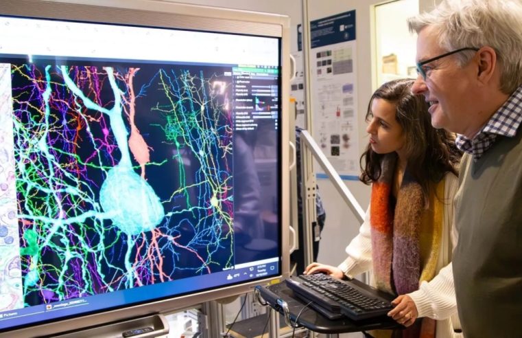 Avanço: Cientistas conseguem mapear estrutura e atividade cerebral de camundongos apenas com fragmento de tecido