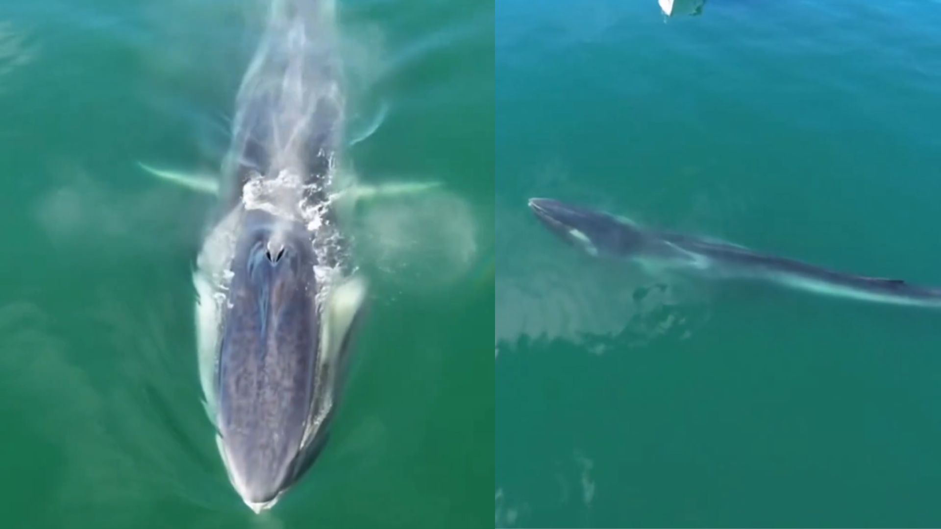 Segunda maior espécie de baleia aparece em Angra dos Reis