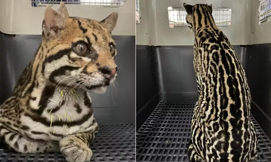 Jaguatirica é resgatada com marcas de 24 de chumbo e pata quebrada no interior do Rio