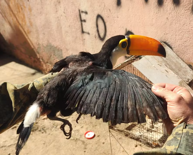 Tucano com asas cortadas é resgatado de residência na Baixada Fluminense