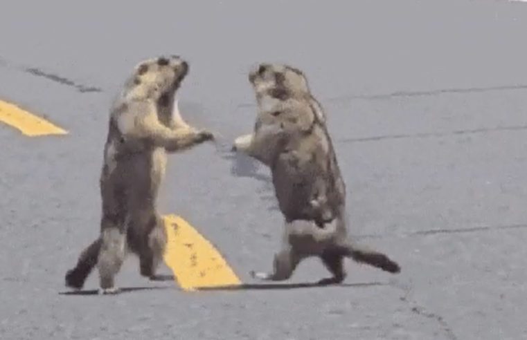 Briga entre marmotas causa congestionamento em estrada na China
