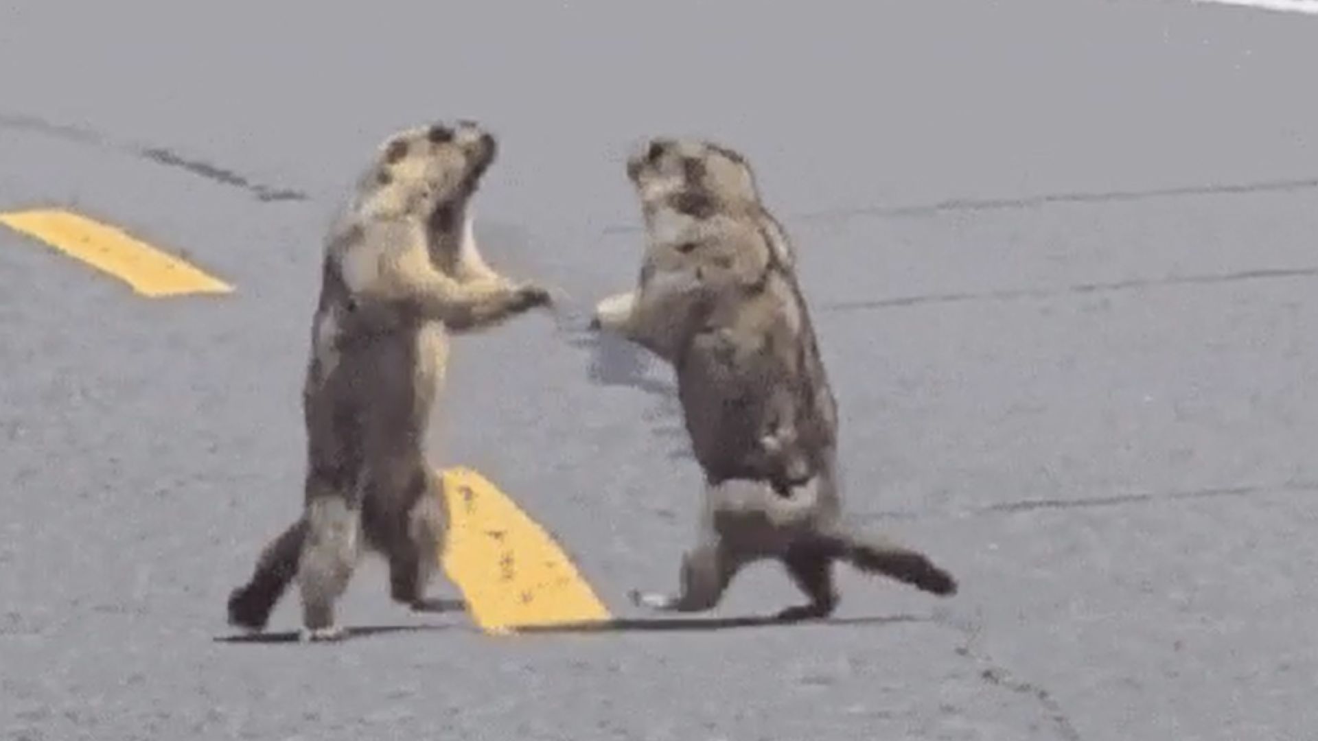 Briga entre marmotas causa congestionamento em estrada na China