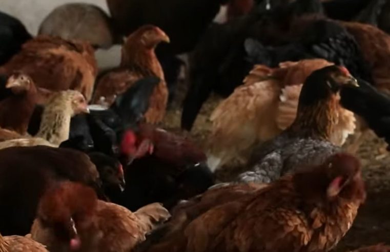 Primeiro caso de gripe aviária é detectada em granja comercial no RS