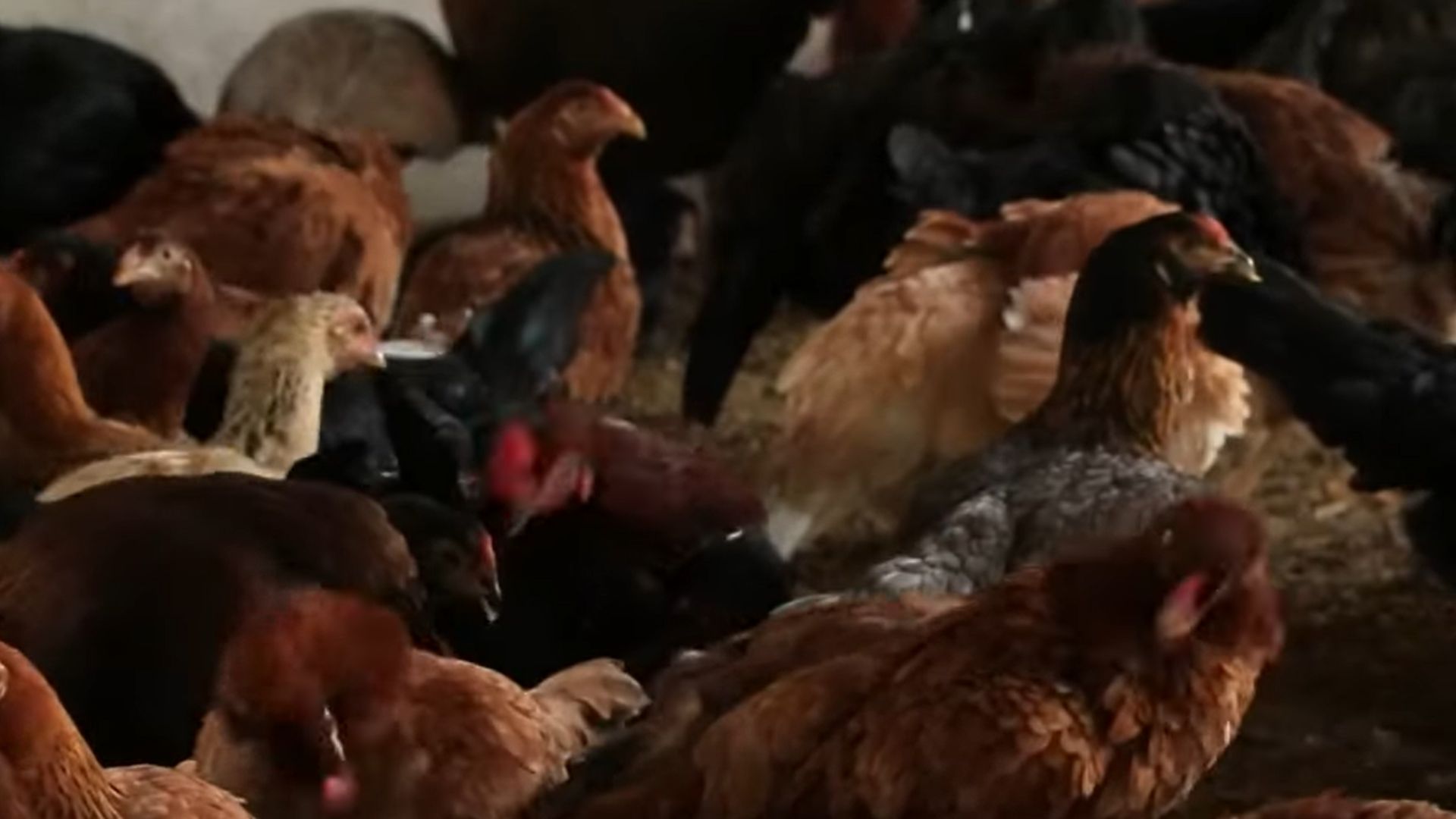 Primeiro caso de gripe aviária é detectada em granja comercial no RS