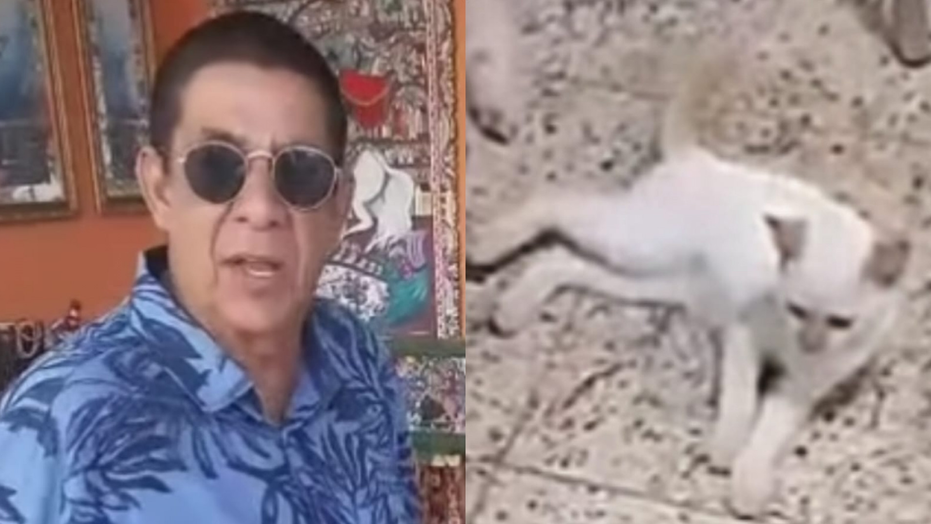 Mimosa, gata de Zeca Pagodinho, é encontrada após dias desaparecida em condomínio na Barra
