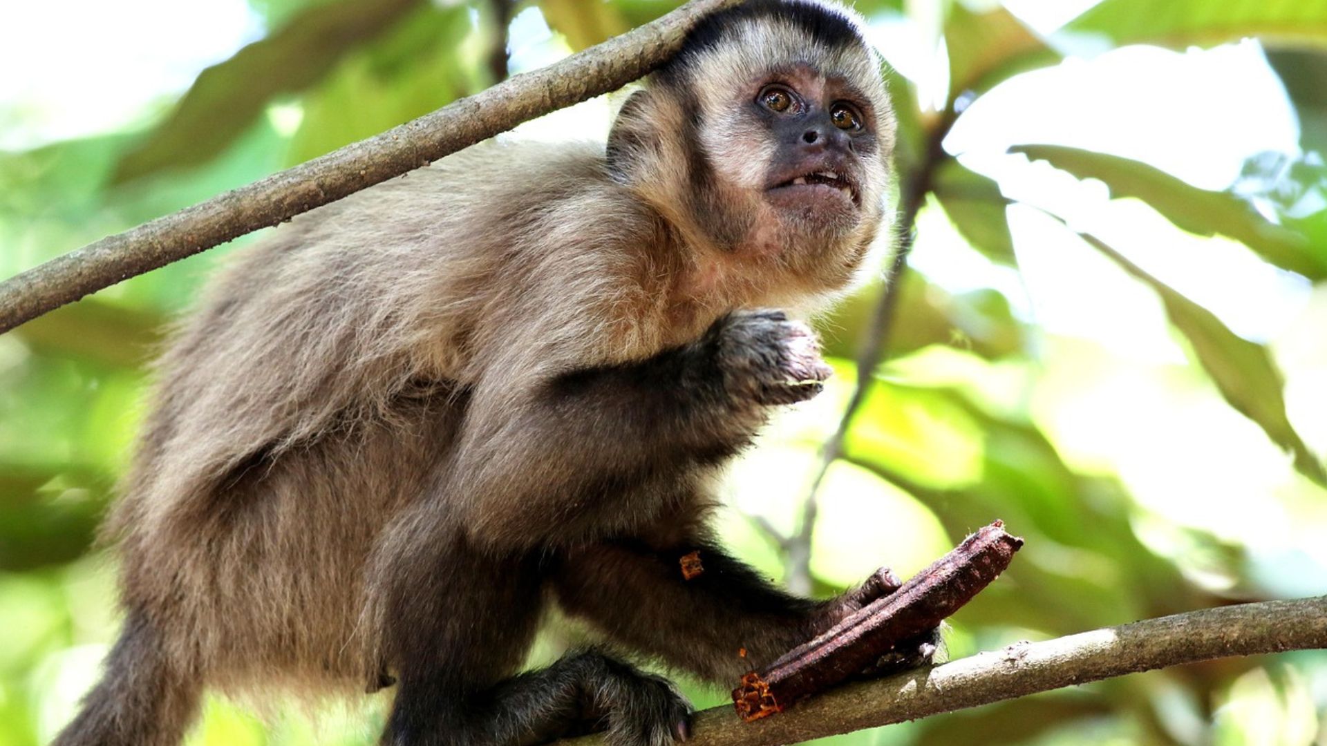 Casal é preso por caçar macaco-prego na Floresta da Tijuca