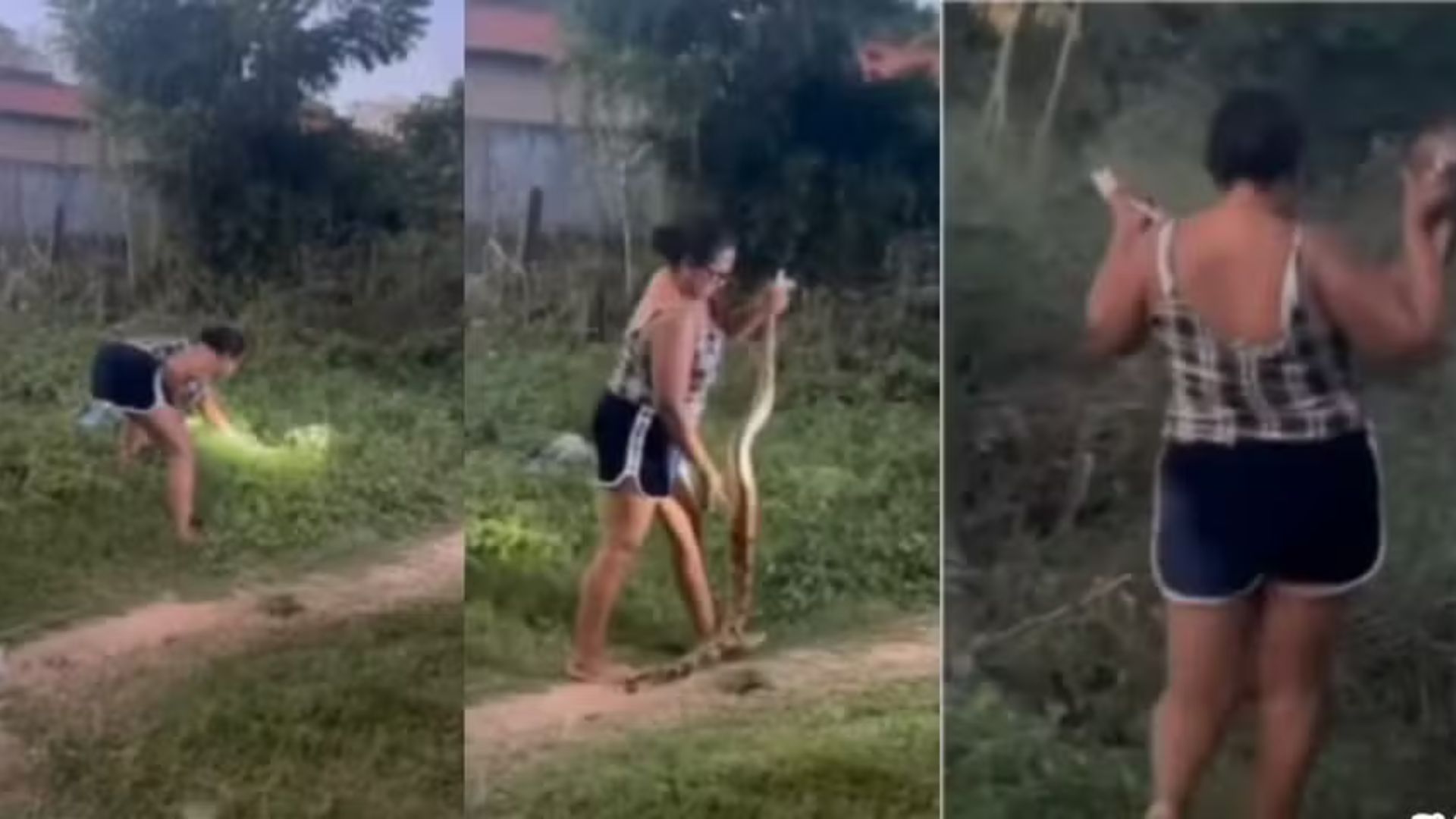 Mulher captura jiboia no quintal de casa com as mãos no Maranhão