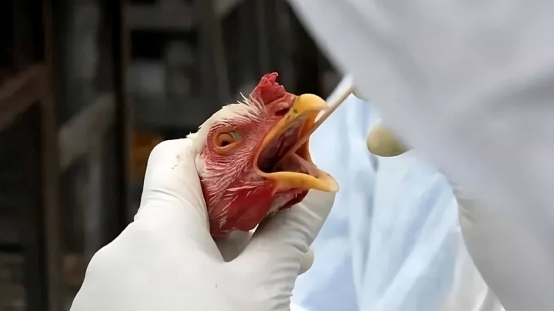 Canadá, África do Sul e Coreia do Sul suspendem compra de frango do Brasil após surto de gripe aviária no RS