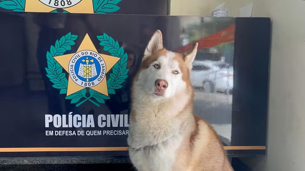 Husky é resgatado com sinais de maus-tratos em casa de traficante no Rio