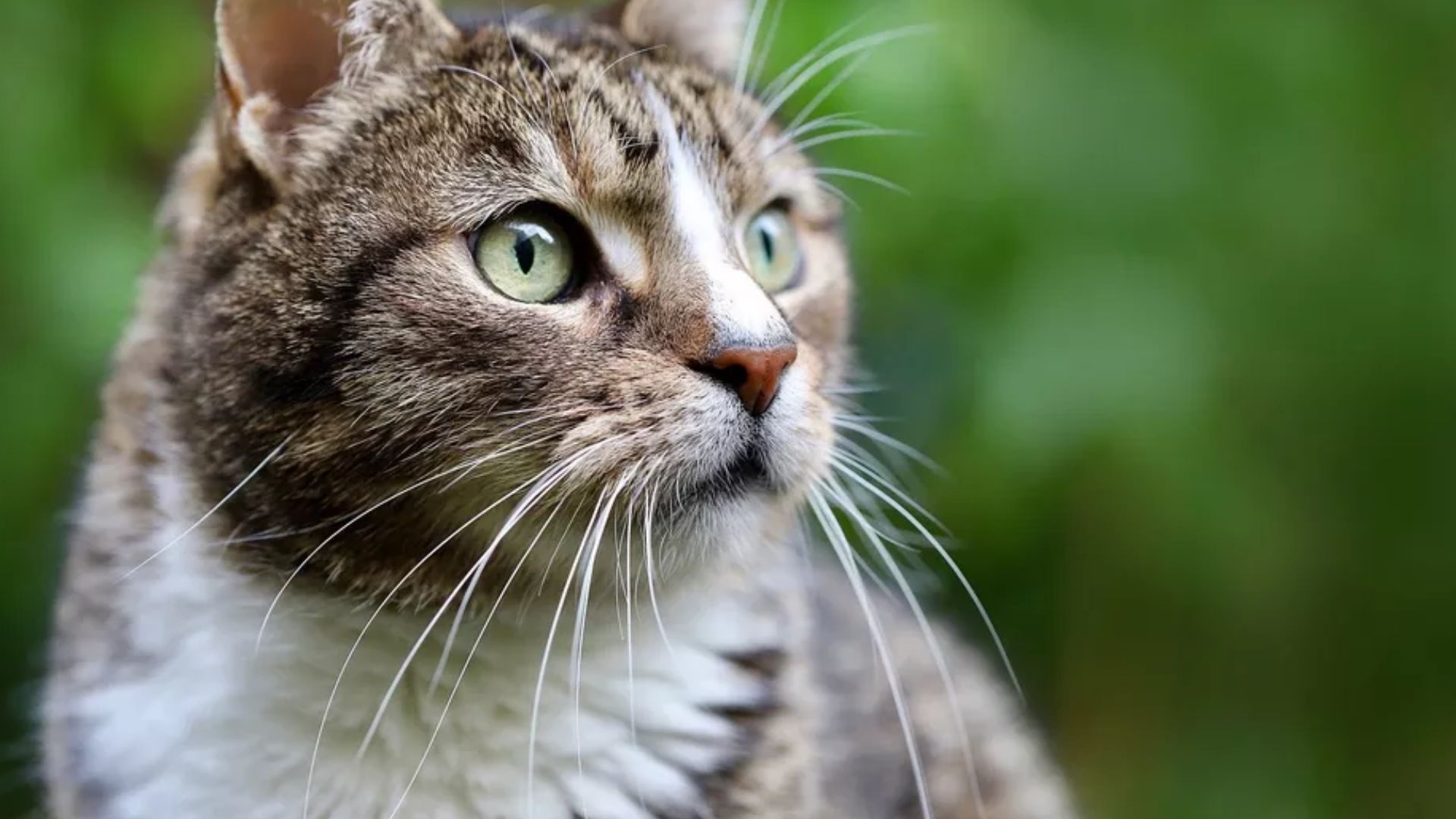 Dia do Gato destaca quanto esses felinos dormem e como sua companhia melhora bem-estar