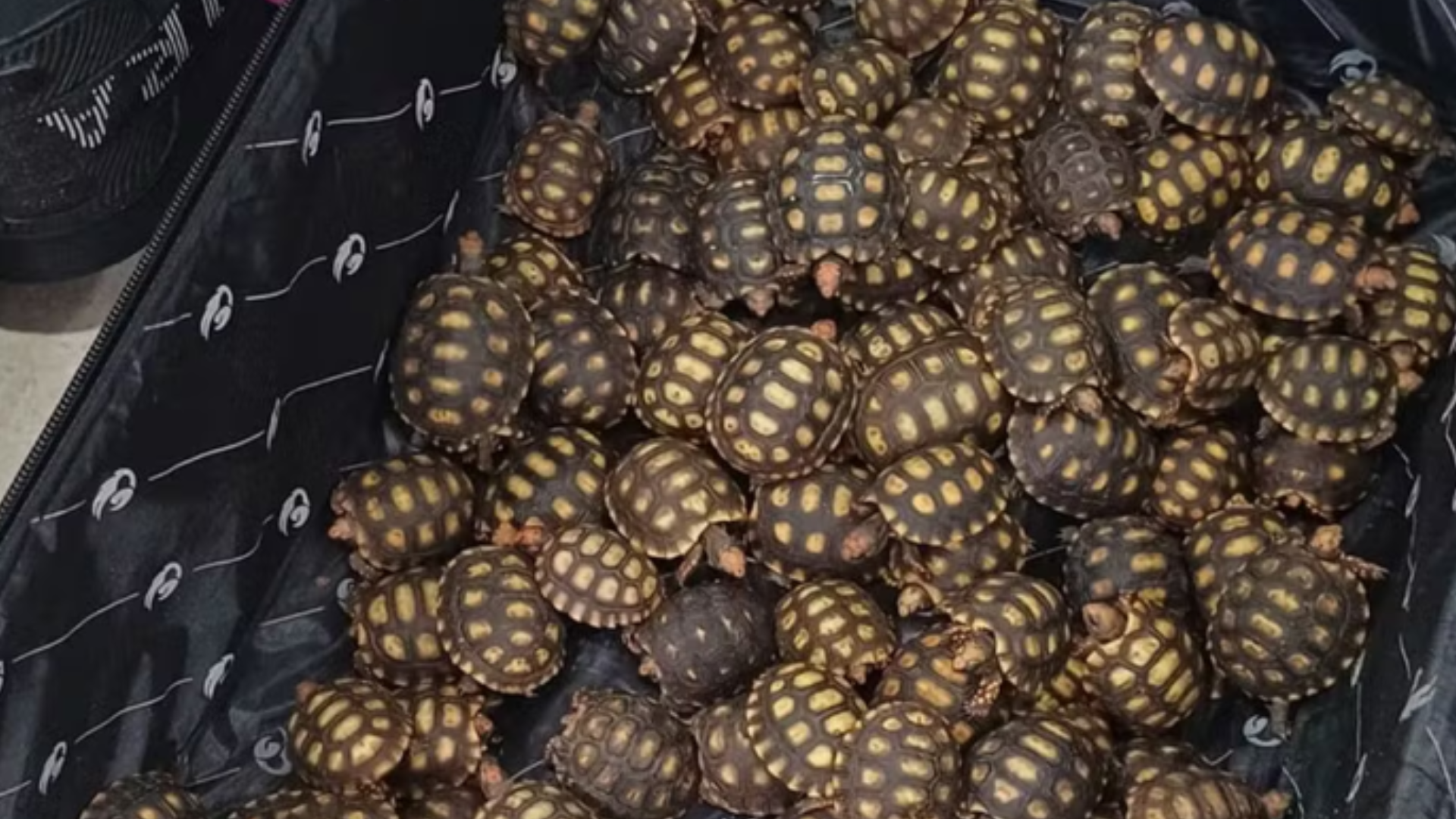 Quase 600 jabutis resgatados de tráfico no Rio são levados ao Maranhão para reabilitação